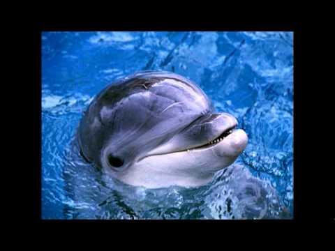 youtube dolphin sounds