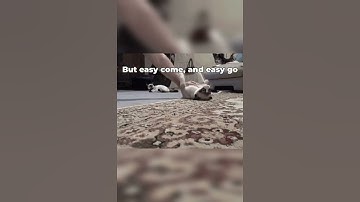 Thumbnail of Beggin - Cat version | #meme #shorts #cat