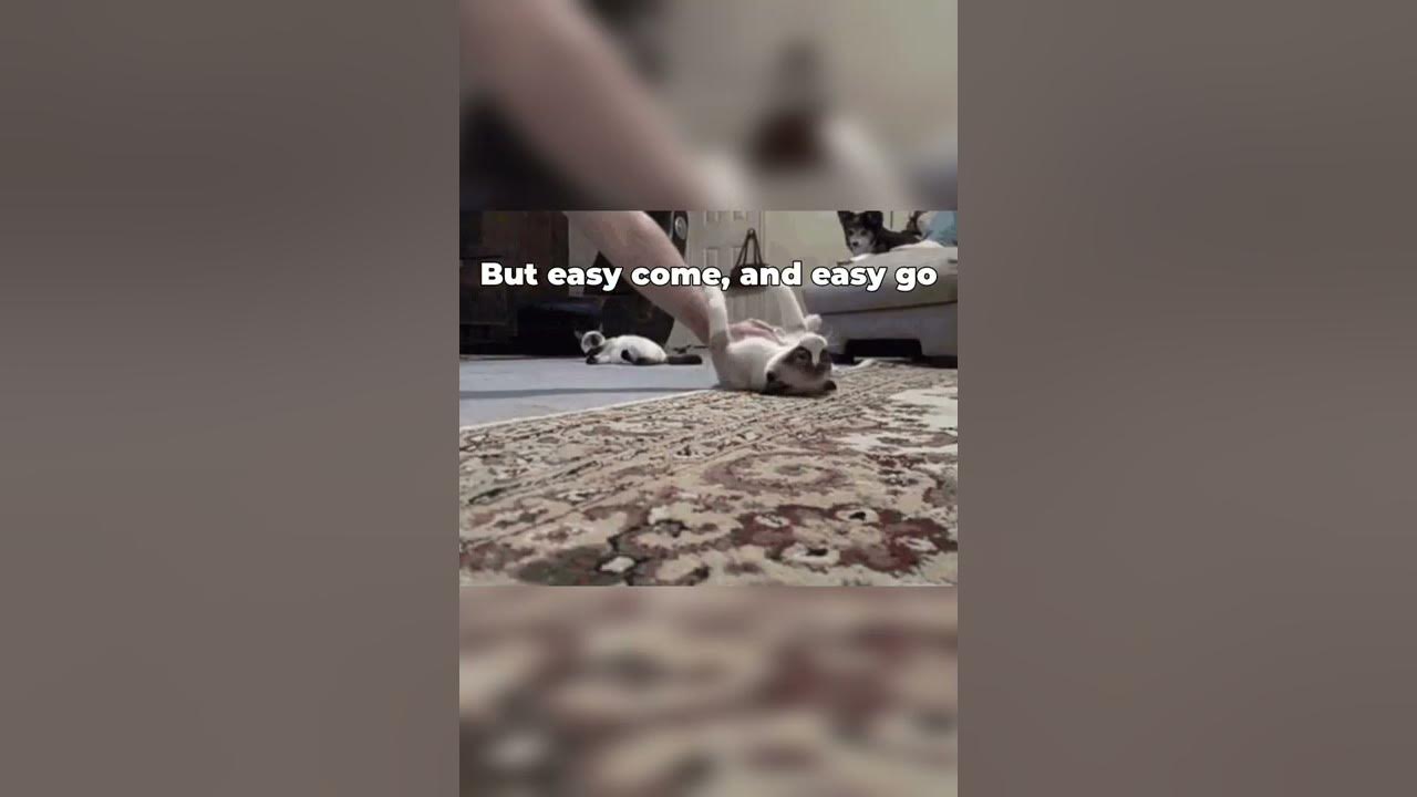 Beggin - Cat version | #meme #shorts #cat