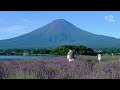 絶景‼ラベンダー 大石公園 富士河口湖町 | Mount Fuji and lavender ｜山梨観光スポット