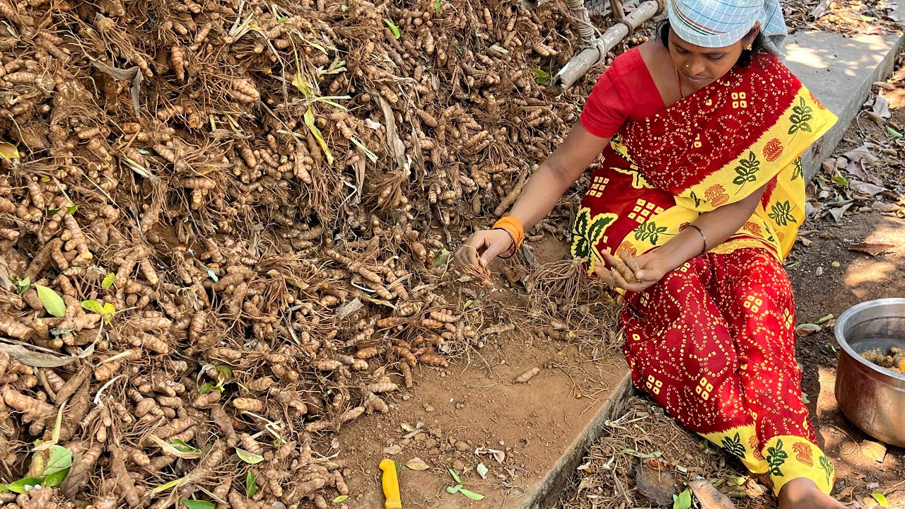 மஞ்சள் அறுவடை தொடங்கி விட்டேன்!!&