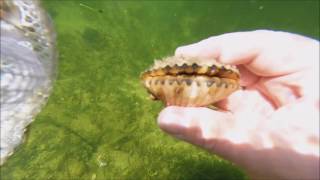 Scalloping out of crystal river florida ...