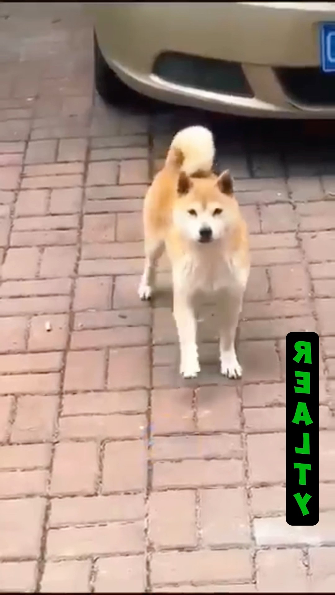 What??? dog slickback?