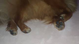 Sleeping Pomeranian with dancing Paws by Vickynga 16 views 1 year ago 1 minute, 8 seconds