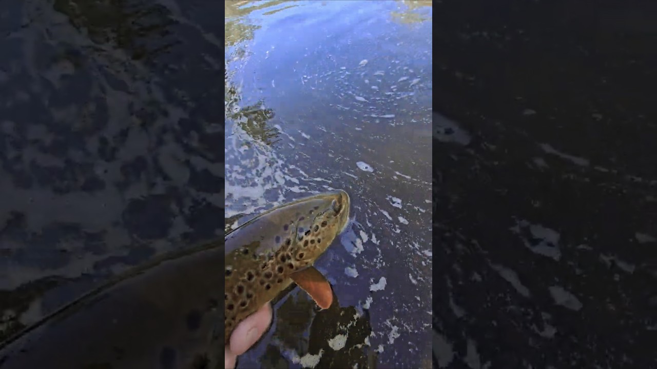 Flies On The Line - Fly Fishing Deckers, CO - 3-1-2025