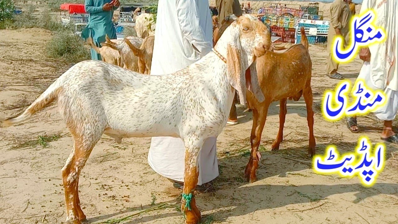 Tuesday mandi update|Hasilpur bakra mandi|Makhi cheene breeder bache