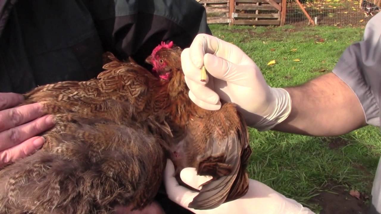 NPIP Informational Video