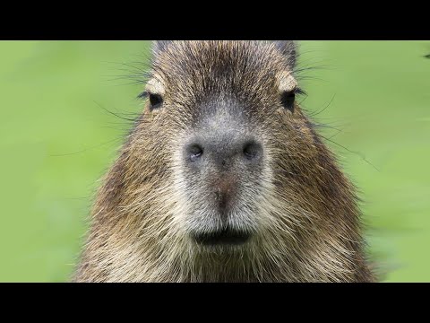 Capybara Edit (Jump Up, Super Star!) (ok i pull up)