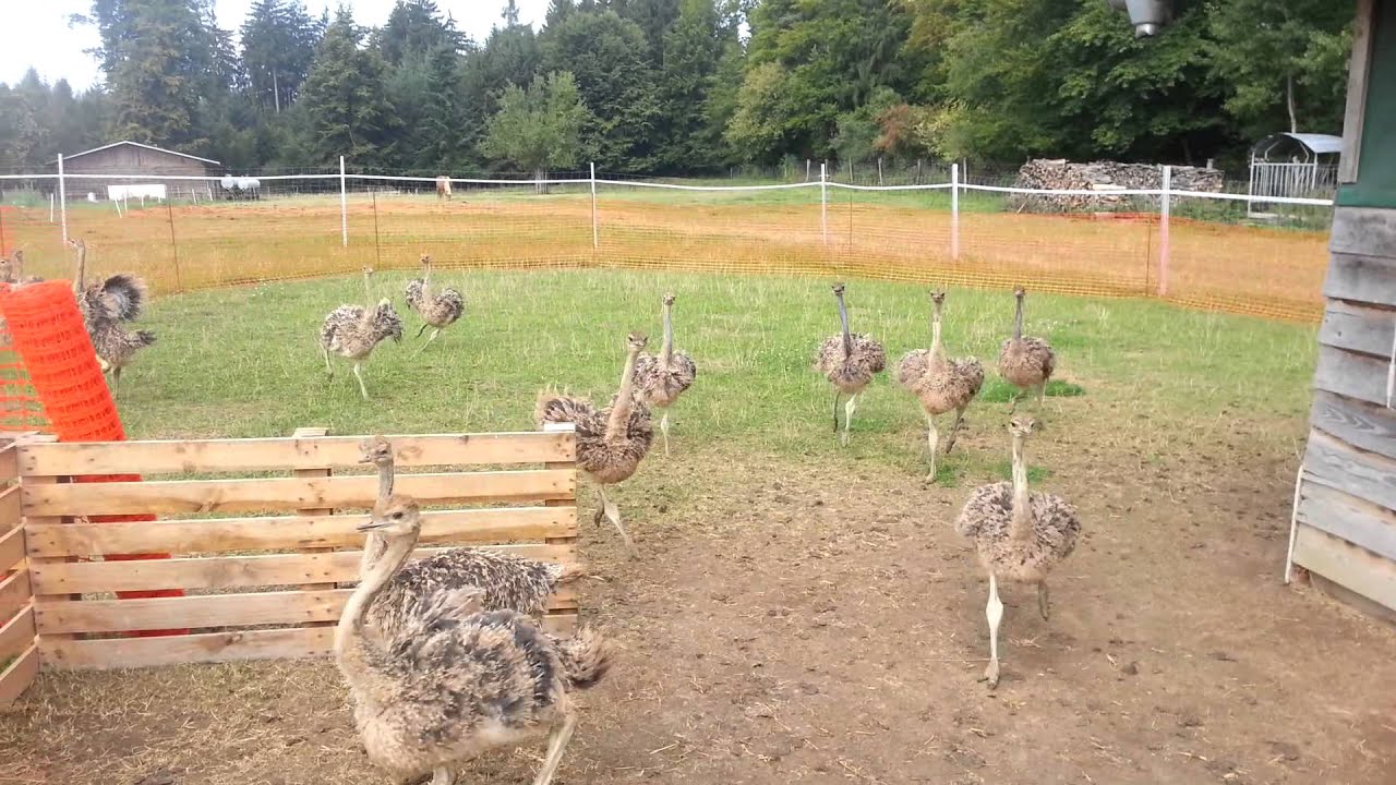 Kleine Straußen Guten Morgen Tanz