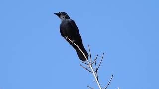 Fish Crow at Whitby Harbour, Ontario