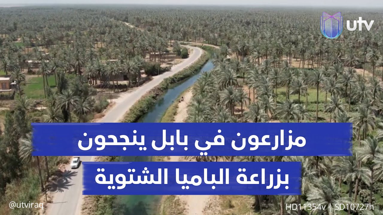 أطيب من المصرية والتركية.. مزارعون في بابل ينجحون بزراعة الباميا الشتوية بتقنية الأنفاق