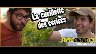SUPERQUICHE - La cueillette des cerises