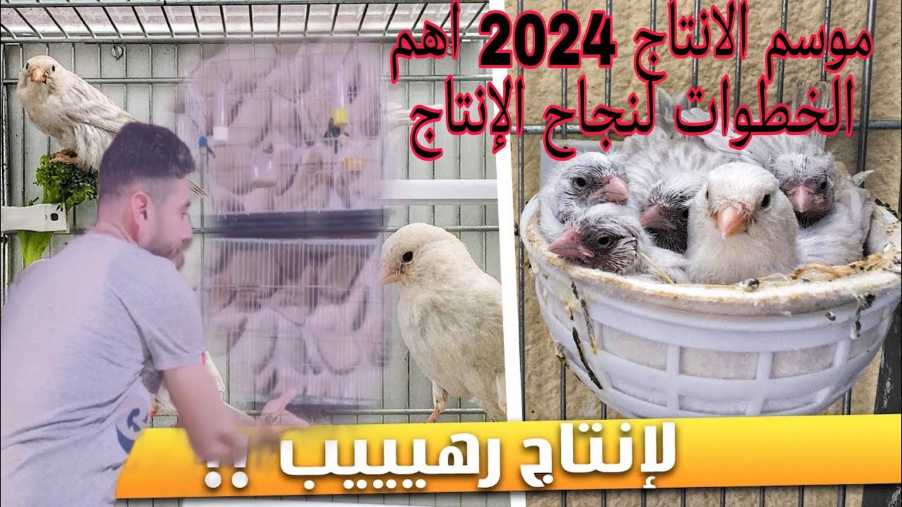 الطريقة الإسبانية لتجهيز طيور الكناري والحسون لموسم 2024