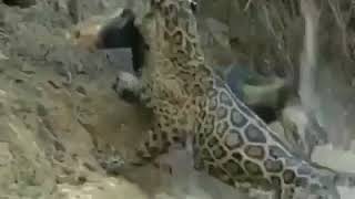 CHUI AMBURUZA MAMBA KUTOKA MAJINI MPAKA NCHIKAVU
