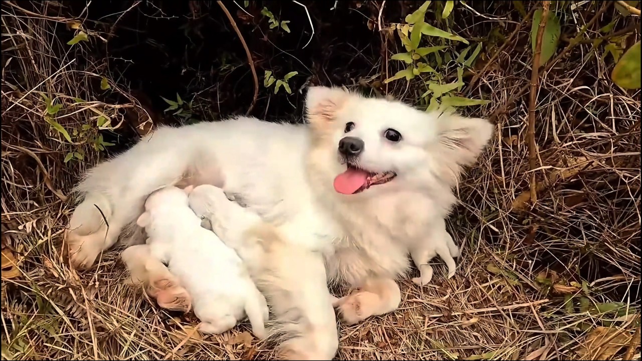 Abandoned Mother Dog Ran Into Traffic, Desperate to Save Her Puppies ...