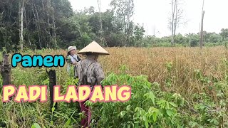 TRADISI PANEN PADI LADANG SUKU DAYAK KALIMANTAN