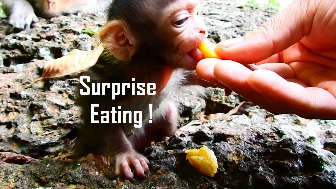 foundry SURPRISE EATING, Lizza Eating Surprise Cameraman/ Banana Is Offered To Cute Lizza Eating