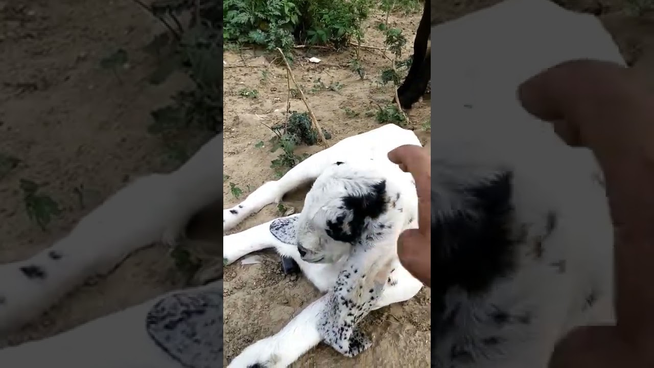 Mother Goat is Angry on touching her babies. 