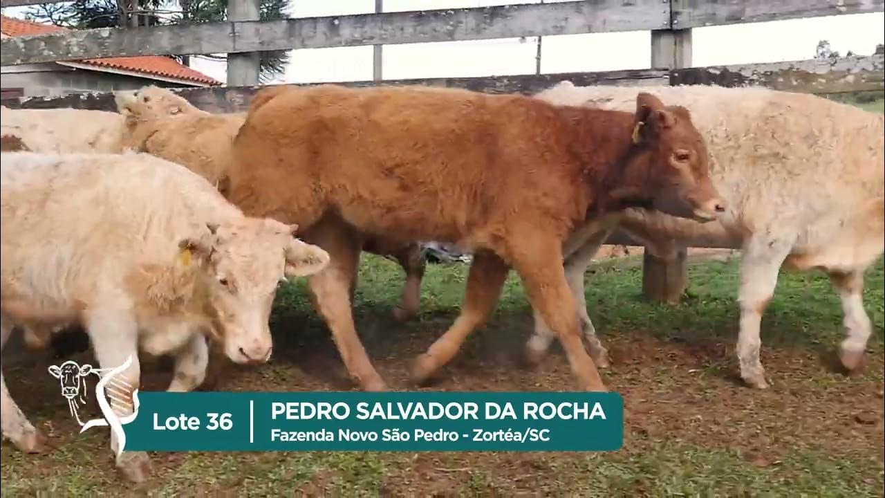 Estância Sá Brito oferta touros e terneiras Charolês nesta sexta (16/10)  pelo Lance Rural - Associação Brasileira de Criadores de Charolês