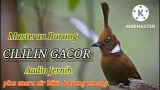 Cililin Gacor Cocok Untuk Masteran Murai , Audio Jernih, plus suara air #masteran #burung #cililin