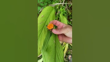 Đau đầu gối đau các khớp viêm sưng cũng giảm nhờ 1 củ nghệ đỏ như trên màn hình #short #shorts