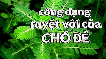 CÔNG DỤNG THẦN KỲ CỦA CÂY CHÓ ĐẺ VÀ CÁC BÀI THUỐC TRỊ BÊNH GAN TỪ CÂY CHÓ ĐẺ