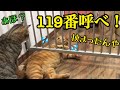 頭が通れば通れると信じる猫の運命は！？