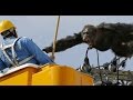 Wild chimp escape chase caught on camera