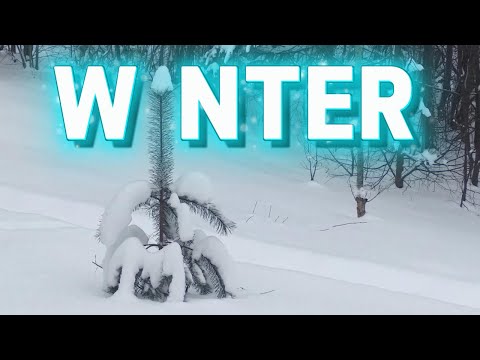 Winter 4K #asmr #nature #winter #forest #travel