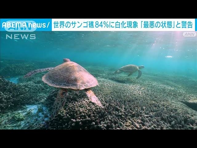 今は珊瑚礁は採れませんので 珊瑚礁5年古酒 35度 720ml | 銘柄／価格／年数／度数／ 検索カテゴリー