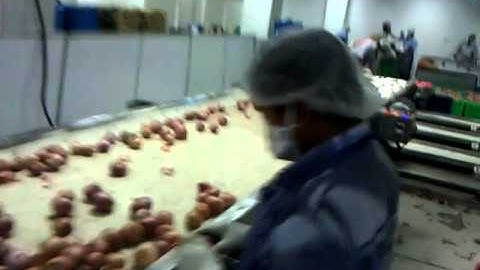 Onion Processing & Packaging Line (Fresh) By Mahatma Brijmohan Technicals, Aligarh, India