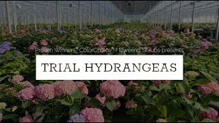 Celebrity How Proven Winners® Hydrangeas Are Developed Profile