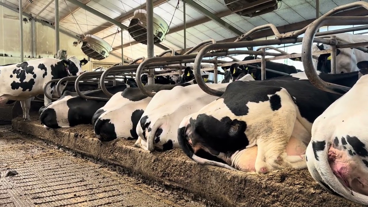 BÖRGER BIOSELECT RC25 HP MESTSCHEIDER