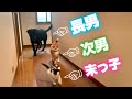 【捨て猫 #5】おてんば子猫の子守りに先住犬と先住猫は大忙し💦チャンネル名も決まったよ~🎈