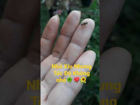 Video Con Ruồi Có Màu Xanh - youtube