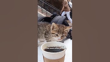 5 Scents That Stop Your Cat Peeing Outside Their Litter Box #cats #cathealth #catcare #catlovers