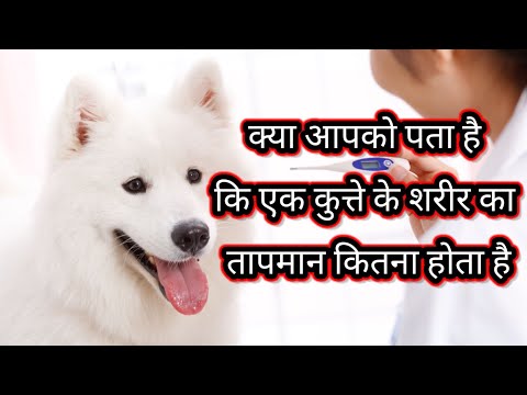 वीडियो: कुत्तों में कम शरीर का तापमान