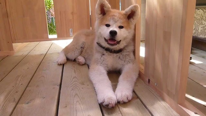 ペットショップcoo Riku No 秋田犬 Youtube