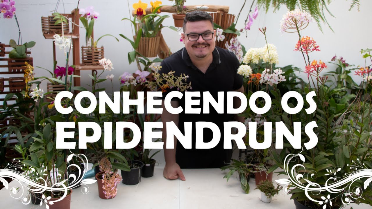 Conhecendo os Epidendruns