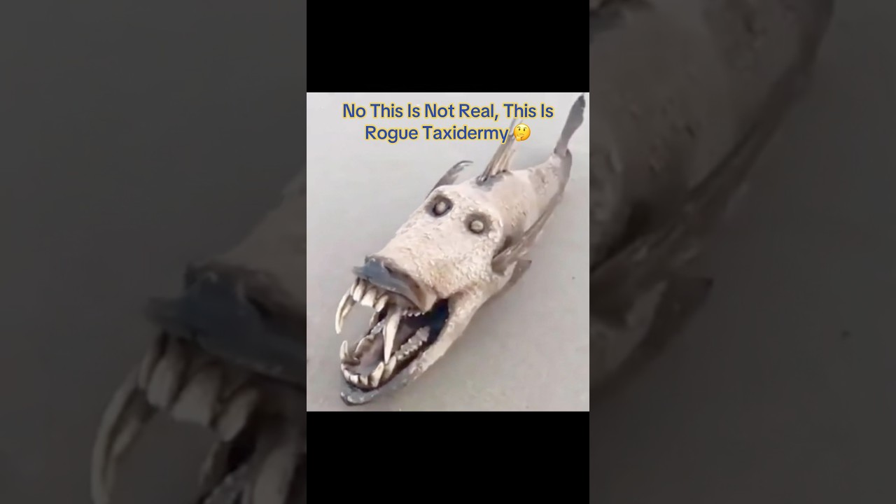 No This Is Not Real, This Is Rogue Taxidermy 🤔 #interesting