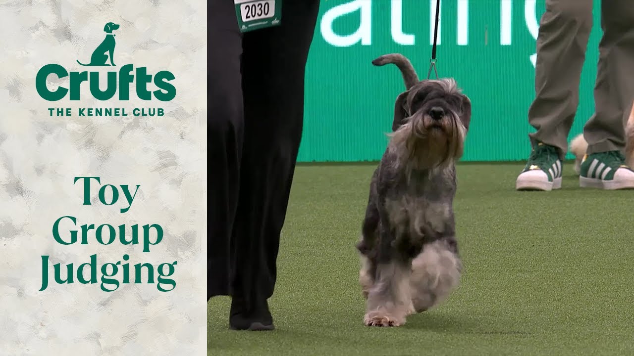 Судейство группы игрушек | Crufts 2024