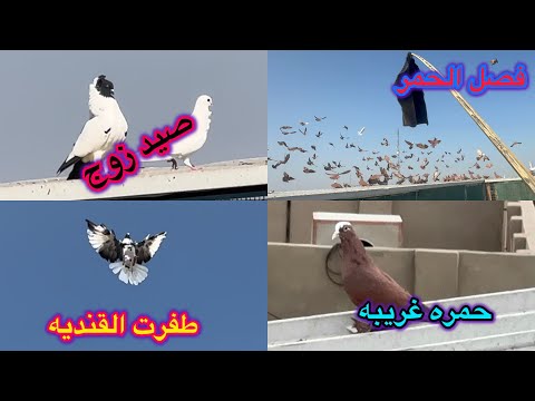 صيد زوج طفرت البصراويه بدايه تجهيز الحمر