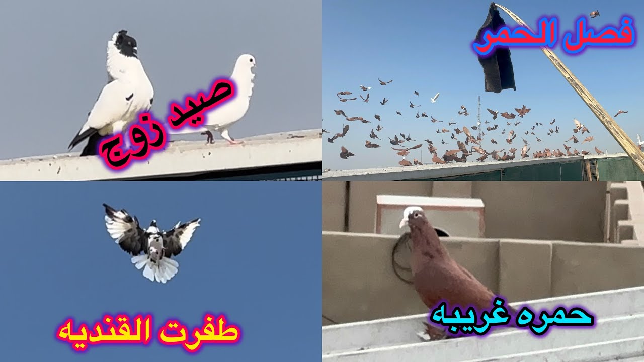 صيد زوج😍طفرت البصراويه😱بدايه تجهيز الحمر💕💕💕