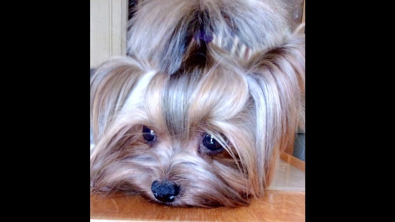 Сеня маленький йоркширский терьер. Мой любимый мальчик.Yorkshire