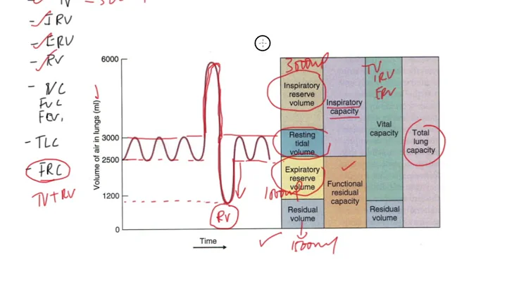 LUNG VOLUMES AND FLOW VOLUME LOOPS