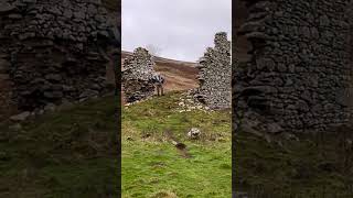 Bagpipes at remote Gamelshiel Castle, on a bleak December Day