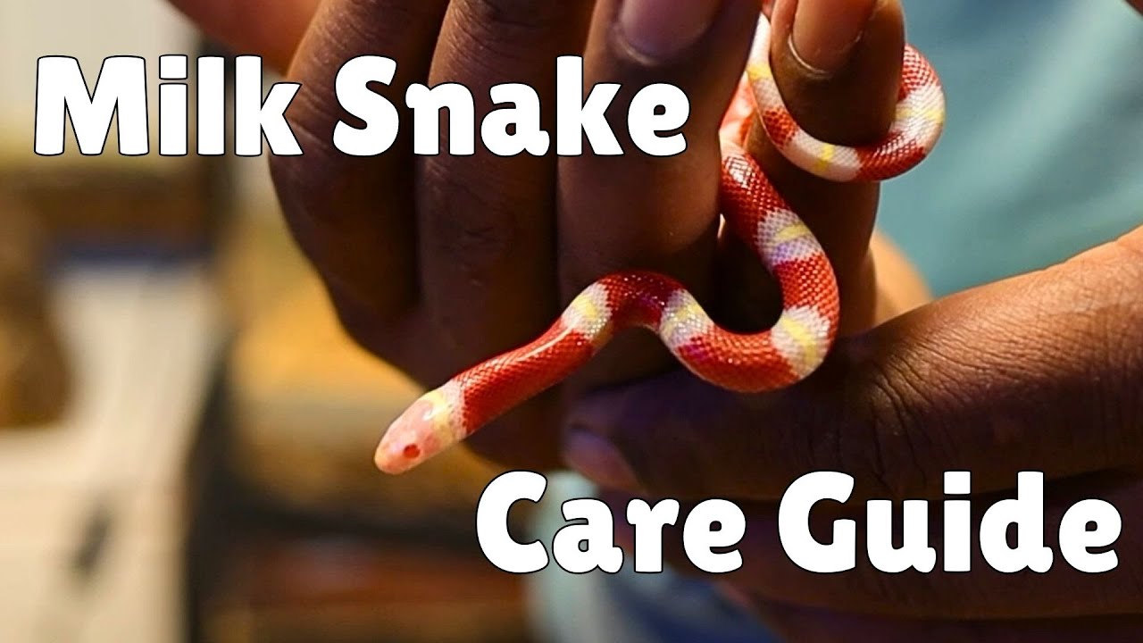 Want a Thriving Milk Snake? Watch This Essential Guide Now - YouTube