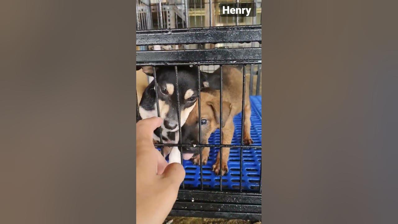 an-exhilarating-moment-puppy-rescue-video-adorabledog-sweetpuppy