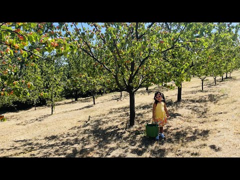 Video: Iron Gates ng Danube River sa pagitan ng Serbia at Romania