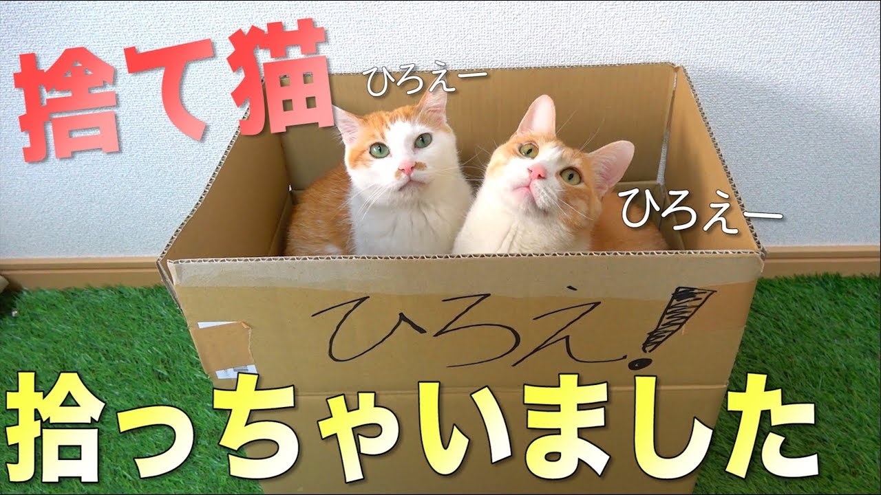 I found a stray cat so I picked it up - YouTube